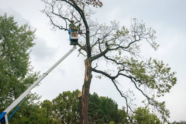 Aransas Pass, TX Tree Services Company