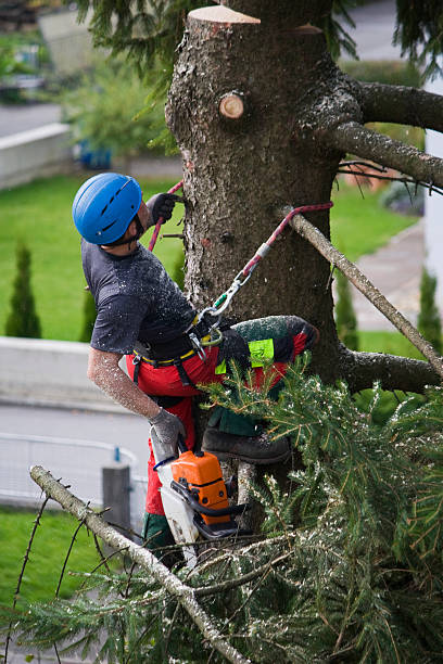 Best Tree Preservation Services  in Aransas Pass, TX