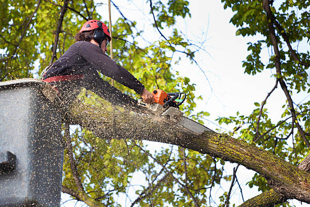 Best Tree Maintenance Programs  in Aransas Pass, TX