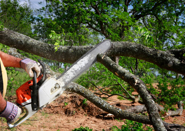 Best Tree Risk Assessment  in Aransas Pass, TX